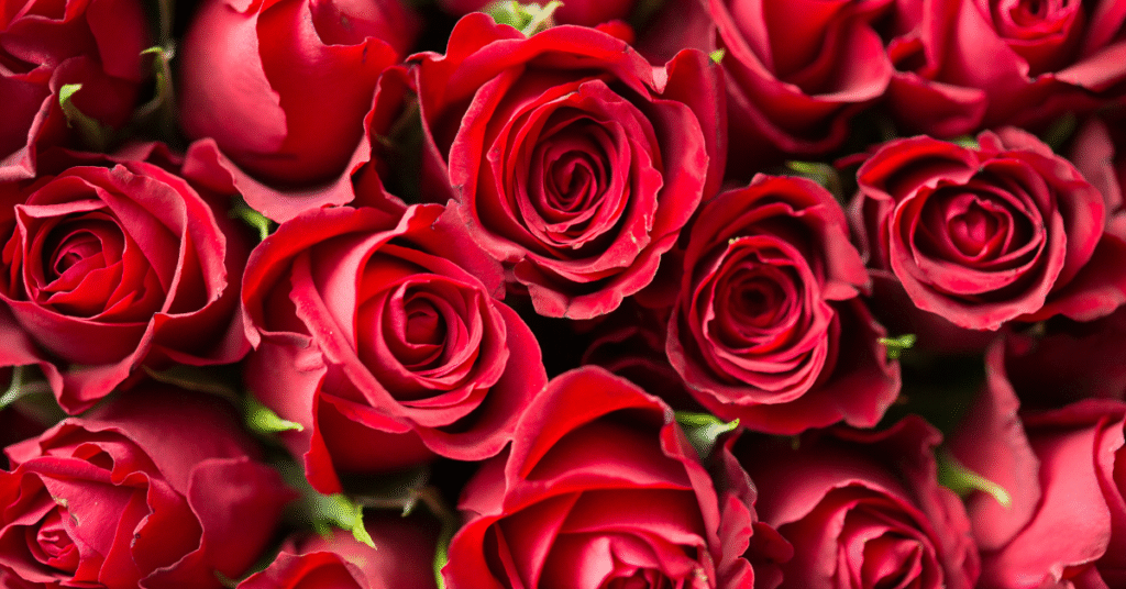 roses, flowers