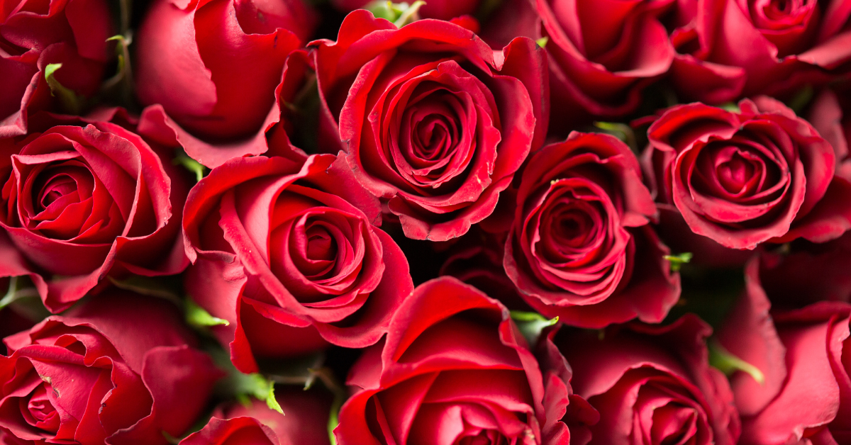 roses, flowers