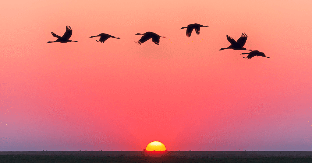 birds fliying