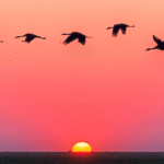 birds fliying